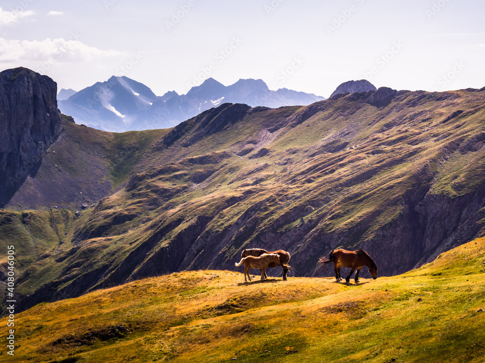 Caballos pastando en los prados de verano de las montañas del Pirineo