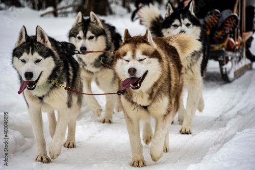 working sled dogs husky in harness at work in winter