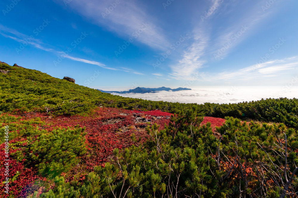 北海道・大雪山系の赤岳で見た、第一花園付近の赤い紅葉と青空、迫り来る雲海