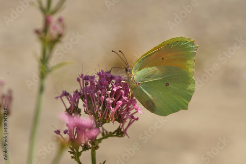 The Cleopatra Butterfly, Gonepteryx cleopatra sipping nectar at a purple flower in Gard, France © Henk