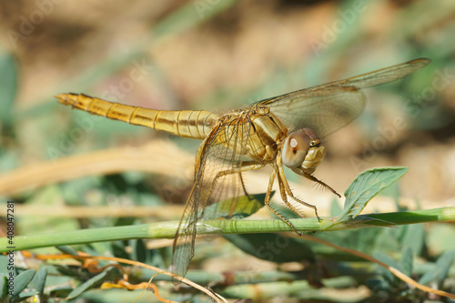 A female of the red-veined or nomad  darte ( Sympetrum fonscolombii ) on the outlook for prey from the ground  photo