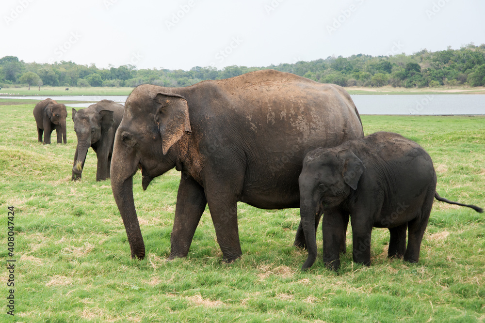 Family of asian elephants at Minneriya National Park in Sri Lanka. Green landscape with a lake and many trees