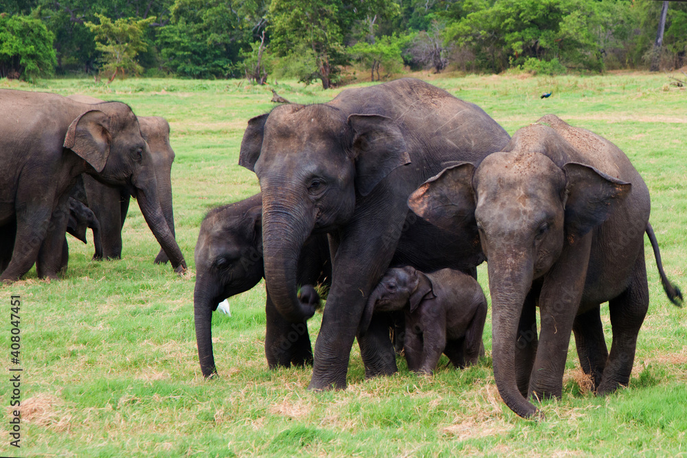 Two groups of asian elephants with babies at Minneriya National Park in Sri Lanka