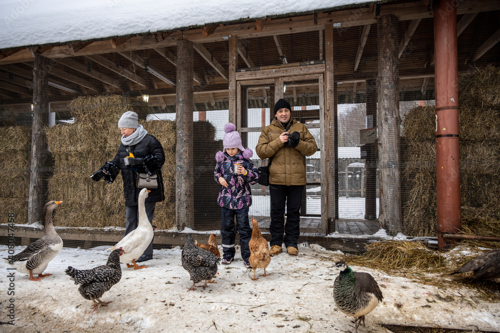 beautiful girl in a purple hat feeding pets on an eco farm in winter beautiful girl in a purple hat feeding pets on an eco farm in winter