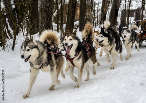 working sled dogs husky in harness before work in winter