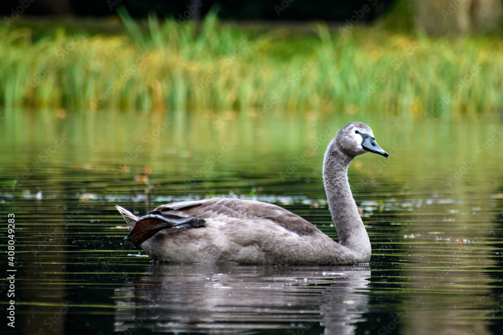 Juvenail mute swan (Cygnus olor) swimming in the forest lake. Juvenail mute swan (Cygnus olor) swimming in the forest lake.