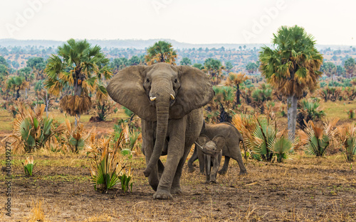 Elephant mother with two kids charging at photographer