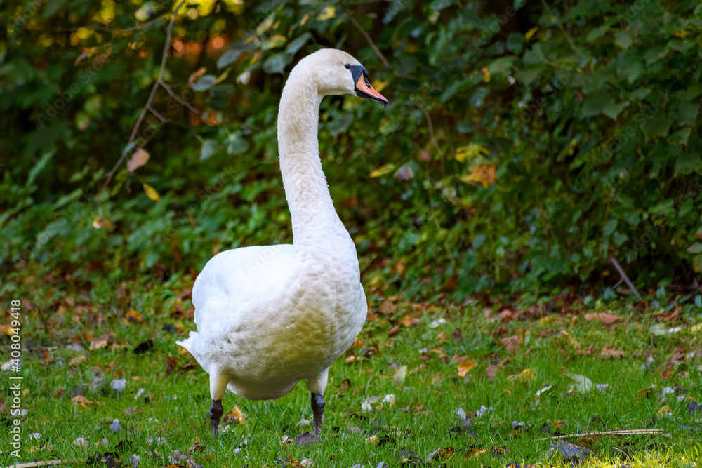 Adult mute swan (Cygnus olor) standing on the grassland. Watching over his child. Adult mute swan (Cygnus olor) standing on the grassland. Watching over his child.