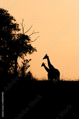 Silhouettes of two giraffes at sunset  Murchison Falls National park  Uganda