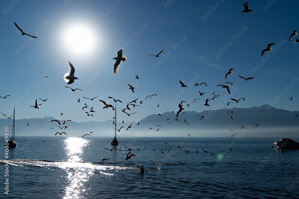 View of silhouette seagulls birds flying above crystal calm sea near sailboats with the background of mountains, pure fresh pollution free of clear blue sky and the sun shining over sea during sunset