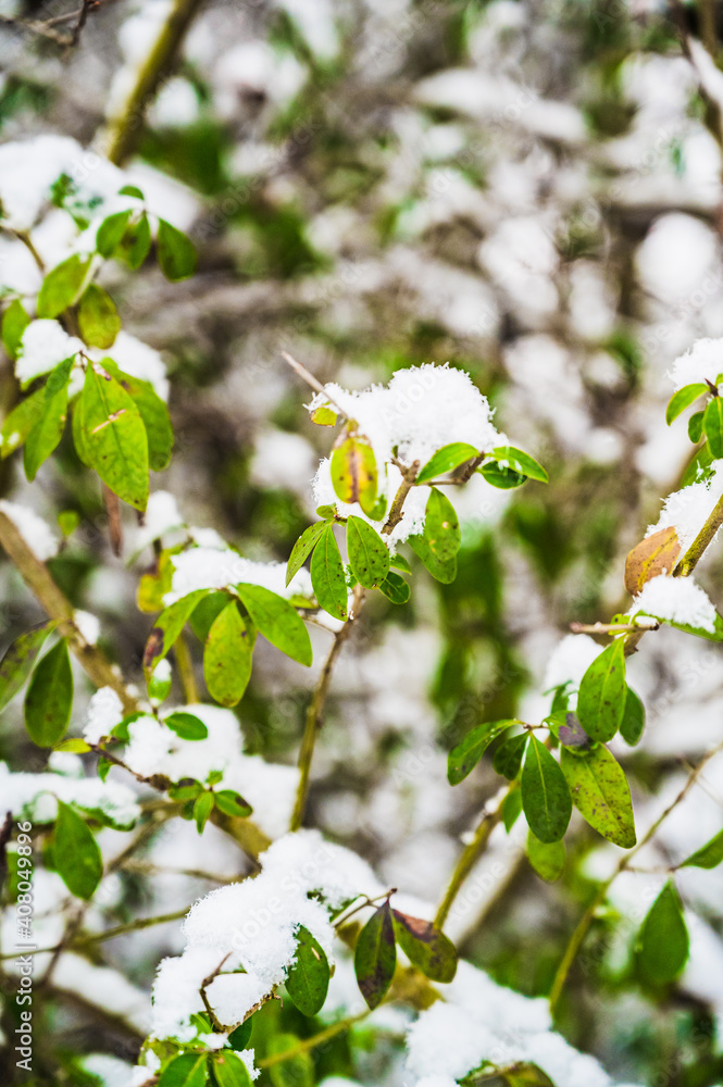 Fototapeta premium A selective focus shot of snow-covered bushes