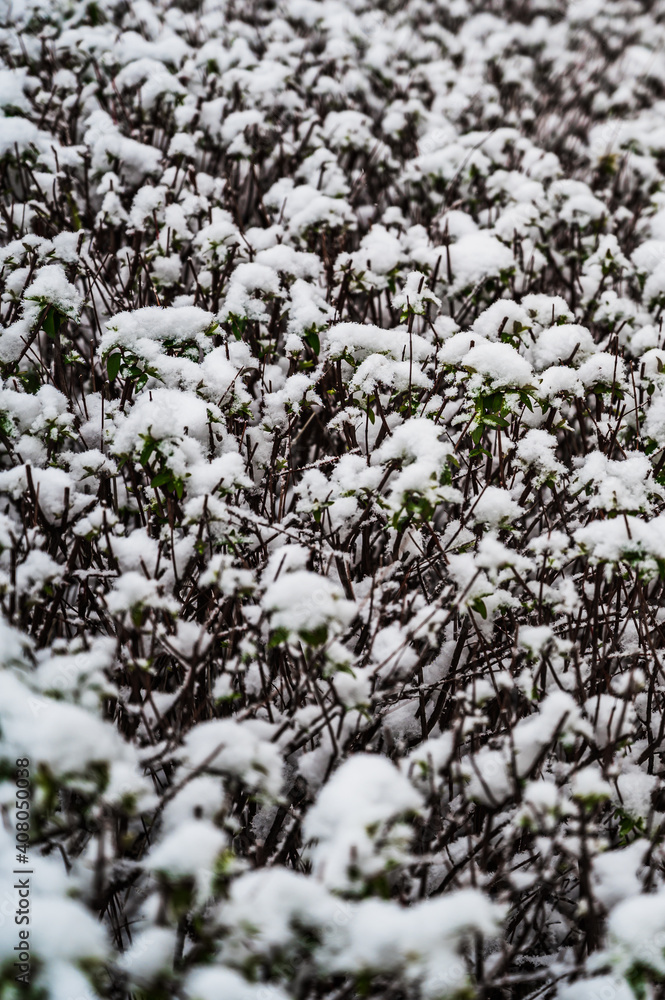A selective focus shot of snow-covered bushes A selective focus shot of snow-covered bushes