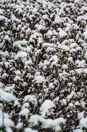 A selective focus shot of snow-covered bushes