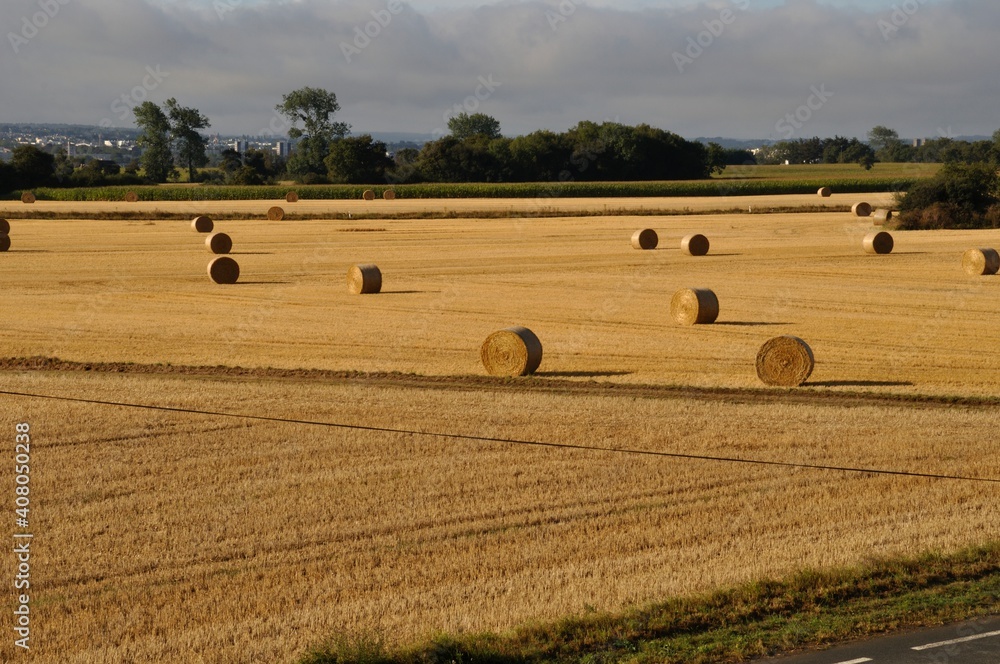 Fototapeta premium Round straw bales in harvested fields