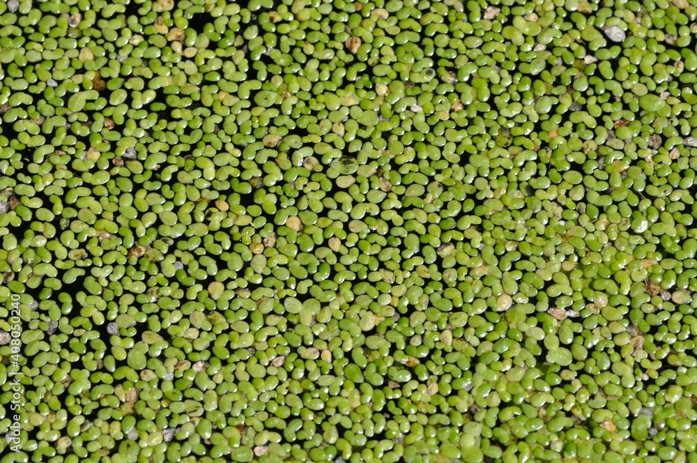 Duckweed in a pond in Brittany Duckweed in a pond in Brittany