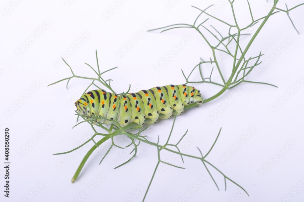 Swallowtail caterpillar on a white backgroung Swallowtail caterpillar on a white backgroung