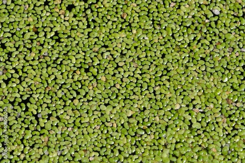 Duckweed in a pond in Brittany