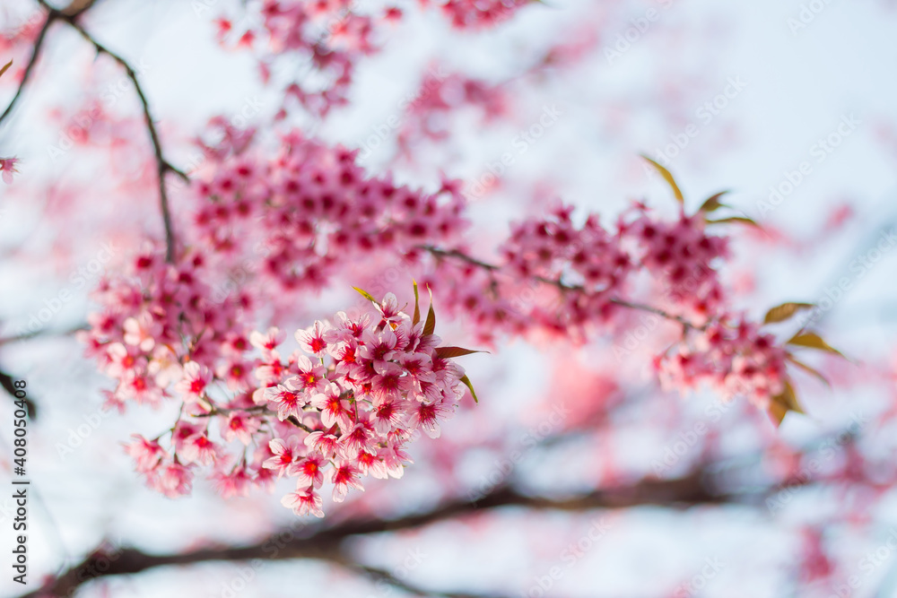 Colorful cherry blossoms in nature