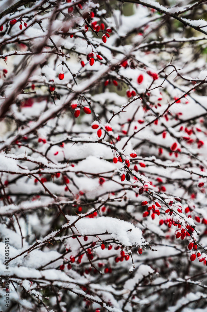 A selective focus shot of snow-covered blooming Rosehip plants on a winter day A selective focus shot of snow-covered blooming Rosehip plants on a winter day