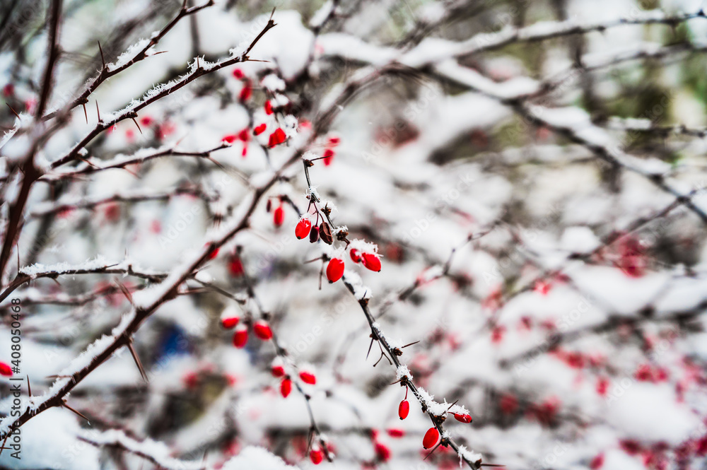 A selective focus shot of snow-covered blooming Rosehip plants on a winter day