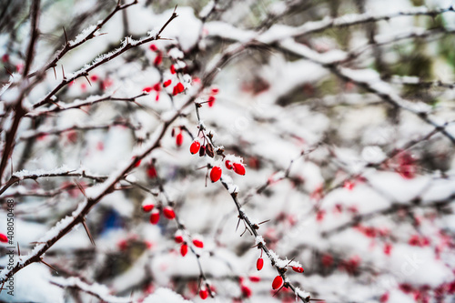 A selective focus shot of snow-covered blooming Rosehip plants on a winter day