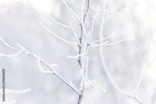 Branch covered with frost. Winter landscape. Soft focus