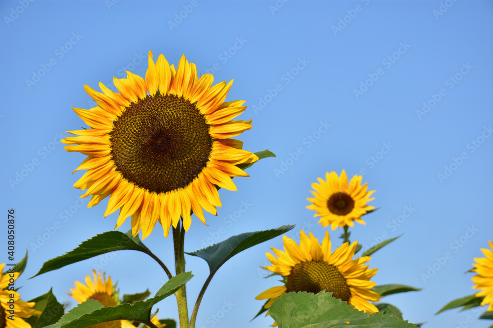 Close-up of sunflower against a blue sky