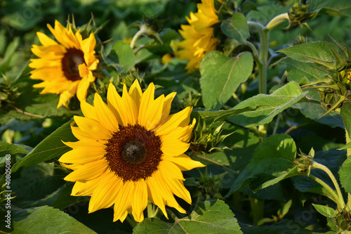 Bright yellow of sunflower against with green leaf backgrounds