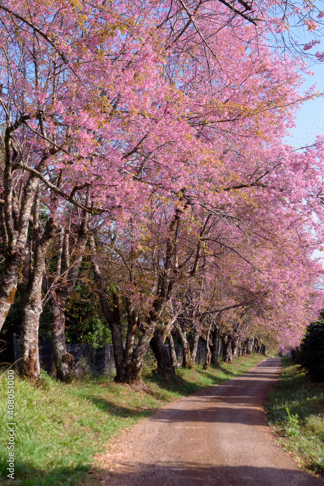 Blossom of Wild Himalayan Cherry flower.