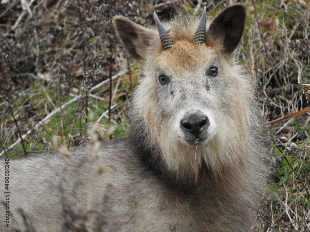二ホンカモシカ・１２月・秋田市