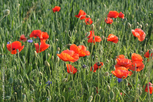 Red poppy among the field grasses in summer. Beautiful wildflowers. Untouched nature.