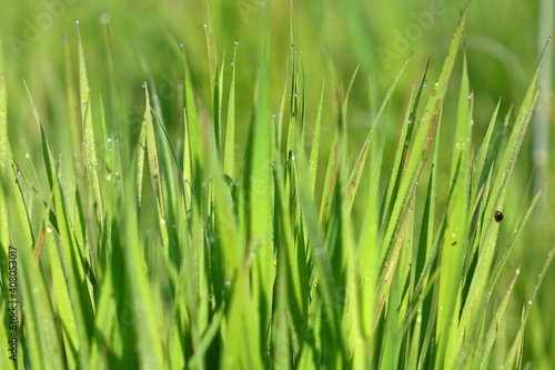 green grass background, rain droplets on the grass, spring