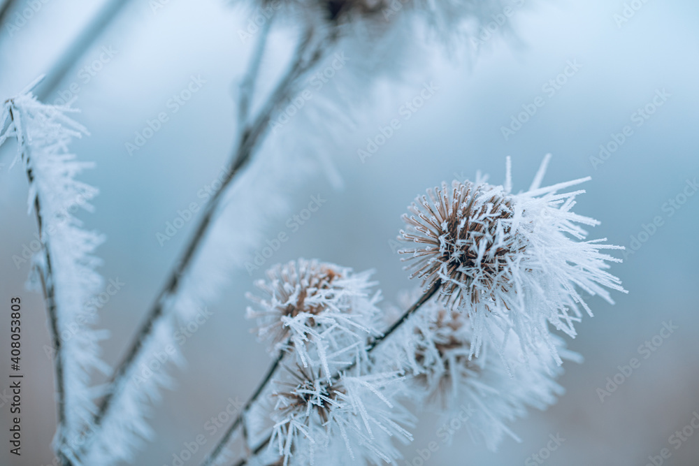 Frosty winter nature abstract closeup with blurred background. Frozen winter foliage, cold weather, seasonal natural closeup forest details