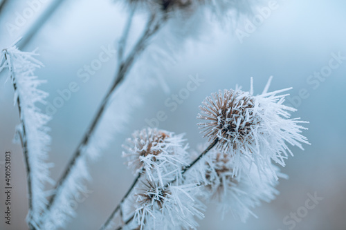 Frosty winter nature abstract closeup with blurred background. Frozen winter foliage, cold weather, seasonal natural closeup forest details