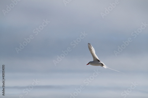The beautiful flight of the Red Billed Tropicbird in the sky of the Galapagos Islands