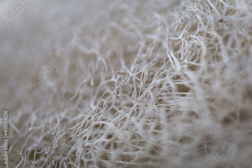 Macro background of natural sponge that looks like roots
