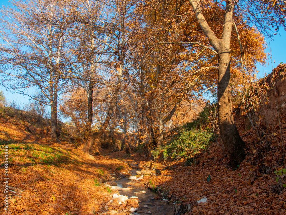 autumn in the forest