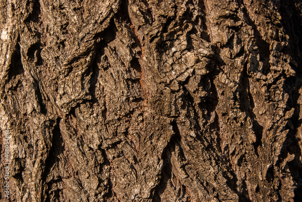 Big willow tree bark closeup as wooden background Big willow tree bark closeup as wooden background