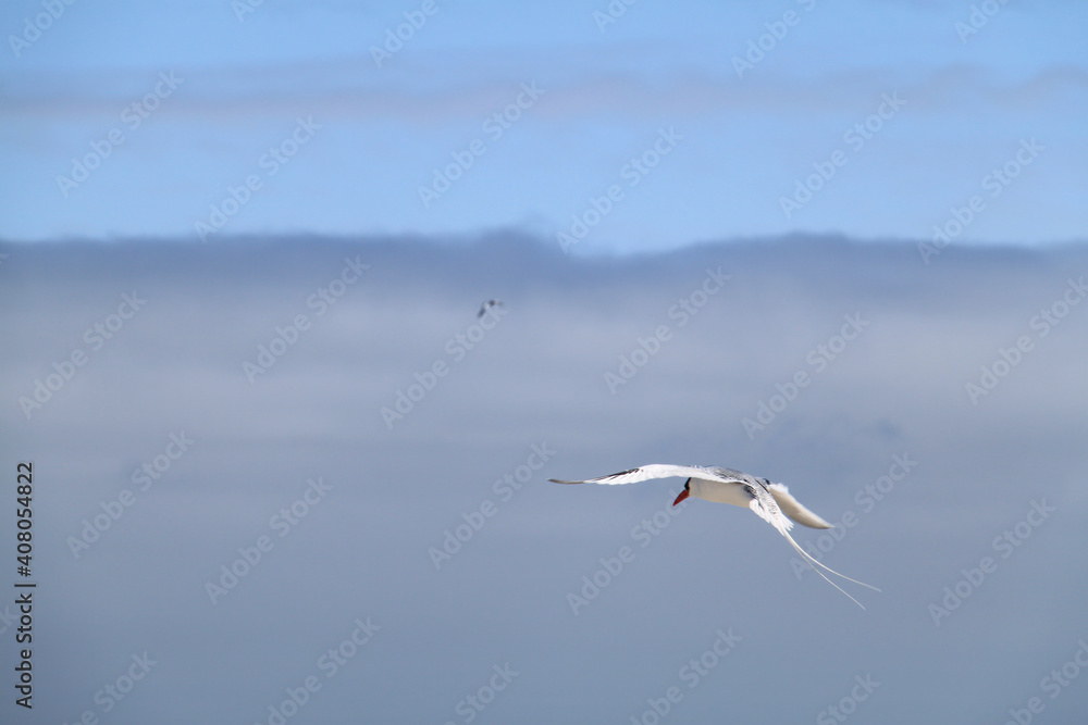 The beautiful flight of the Red Billed Tropicbird in the sky of the Galapagos Islands The beautiful flight of the Red Billed Tropicbird in the sky of the Galapagos Islands