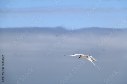 The beautiful flight of the Red Billed Tropicbird in the sky of the Galapagos Islands