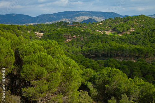 Pinares y Encinas  Parque Natural Sierra de And  jar  Jaen  Andaluc  a  Espa  a