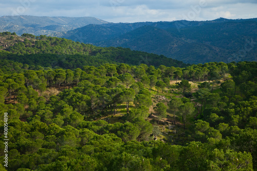 Pinares y Encinas, Parque Natural Sierra de Andújar, Jaen, Andalucía, España