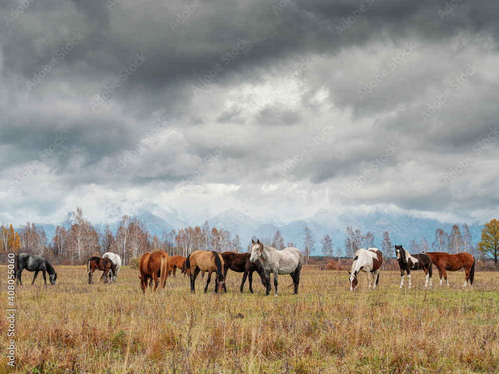 A herd of horses in the Tunka valley in Sayan. A herd of horses in the Tunka valley in Sayan.