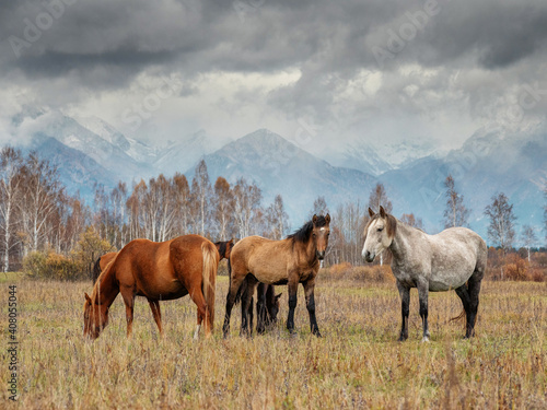 A herd of horses in the Tunka valley in Sayan.
