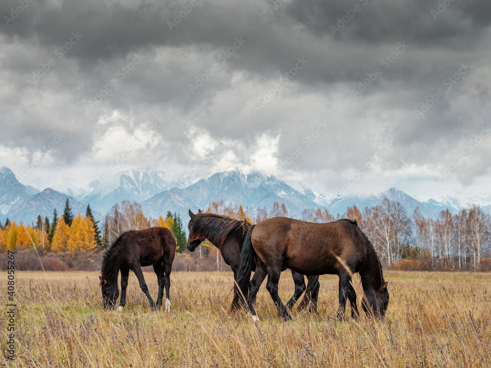 Fototapeta premium A herd of horses in the Tunka valley in Sayan.
