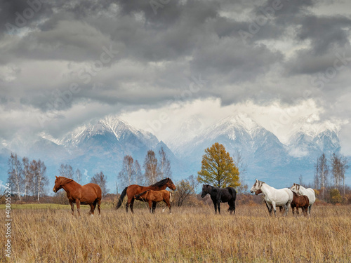 Fototapeta Naklejka Na Ścianę i Meble -  A herd of horses in the Tunka valley in Sayan.