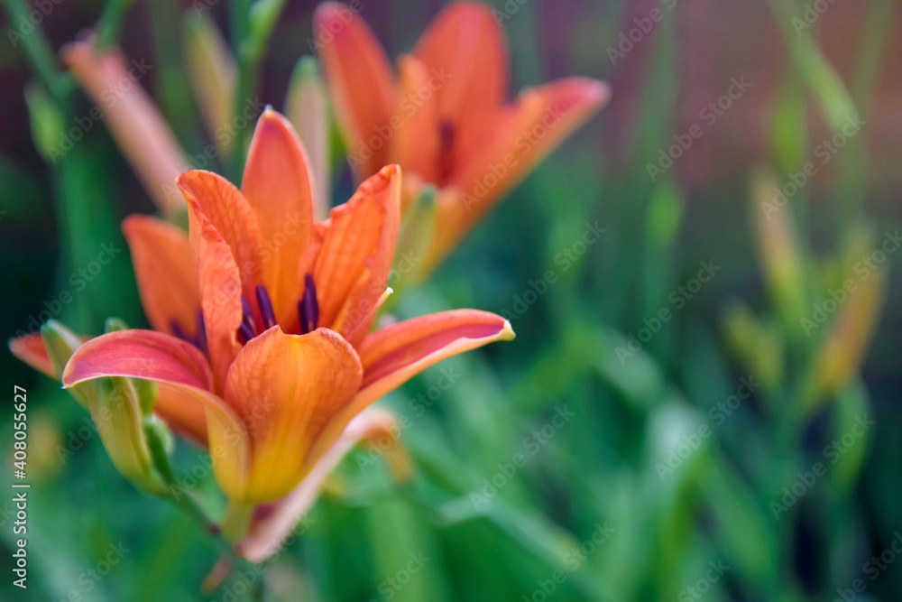 Blooming red lily (Lilium) in garden on blurry green background. Beautiful garden plant in flower bed. Close-up. Blooming red lily (Lilium) in garden on blurry green background. Beautiful garden plant in flower bed. Close-up.