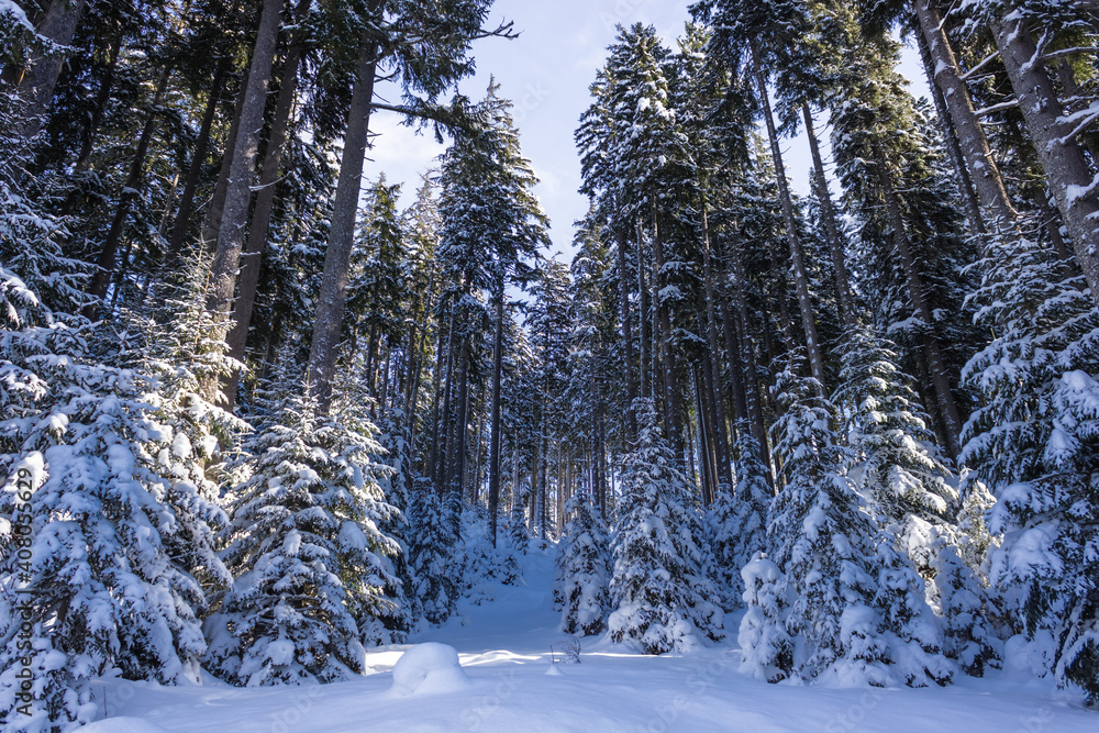 Snowy spruce forest (HDR) in the Austrian alps (Filzmoos, Salzburg county)