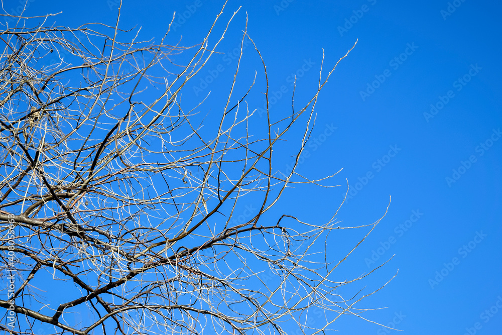 Branching tree without leaves against clear blue sky in autumn - winter season. Copy space. Branching tree without leaves against clear blue sky in autumn - winter season. Copy space.