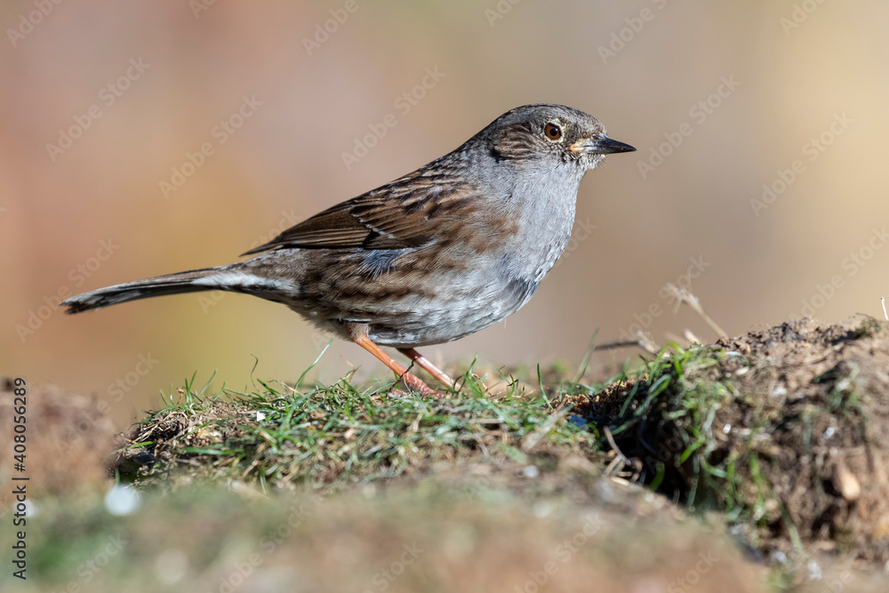 DUNNOCK (Prunella modularis) feeding in the meadow on an ocher and unfocused background DUNNOCK (Prunella modularis) feeding in the meadow on an ocher and unfocused background